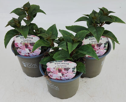 x3 Fuchsia Pink Galore 10.5cm/9cm