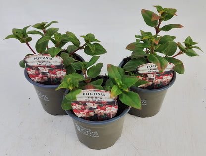 x3 Fuchsia Swingtime 10.5cm/9cm