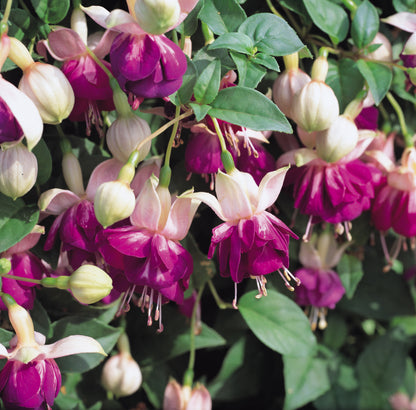 x3 Fuchsia Eva Boerg  10.5cm/9cm