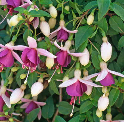 x3 Fuchsia La Campanella 10.5cm/9cm