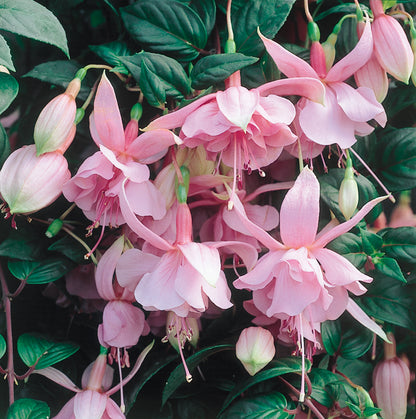 x3 Fuchsia Pink Galore 10.5cm/9cm
