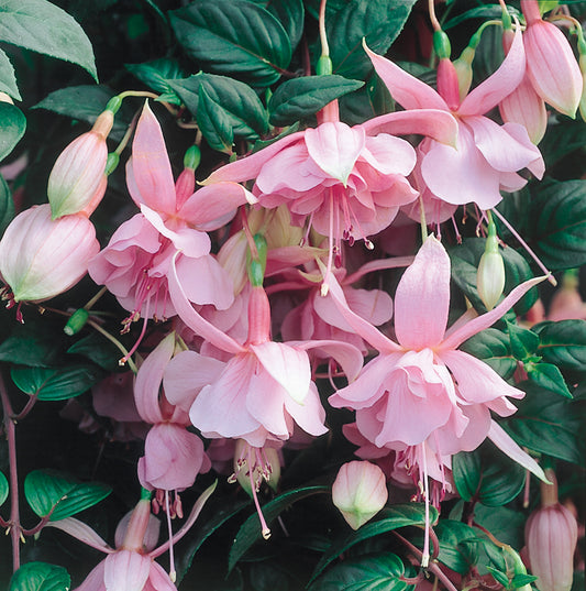 x3 Fuchsia Pink Galore 10.5cm/9cm