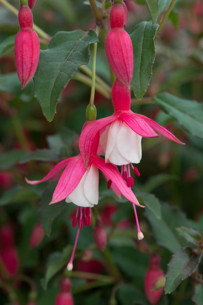 x3 Fuchsia Alice Hoffman 10.5cm/9cm