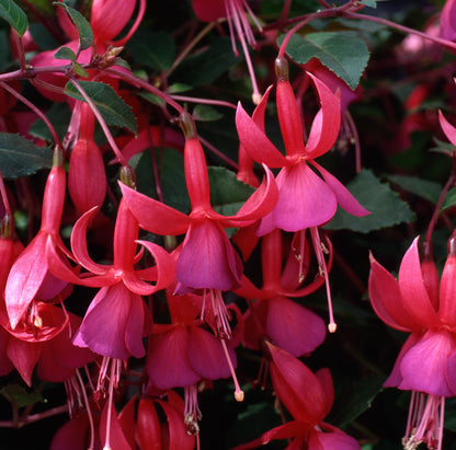 x3 Fuchsia Bush Beacon 10.5cm/9cm