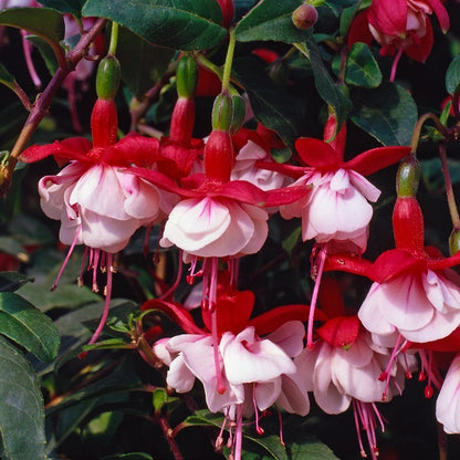 x3 Fuchsia Snowcap 10.5cm/9cm