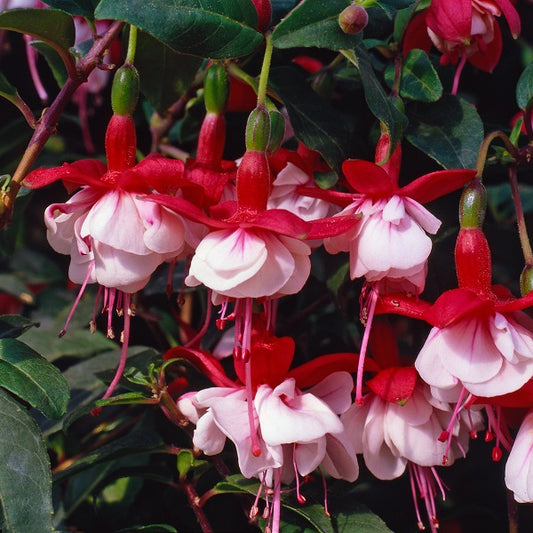 x3 Fuchsia Snowcap 10.5cm/9cm
