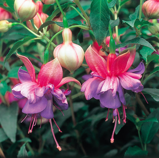 x3 Fuchsia Winston Churchill 10.5cm/9cm