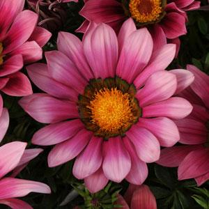 x3 Gazania New Day Pink Shades 10.5cm/9cm pots