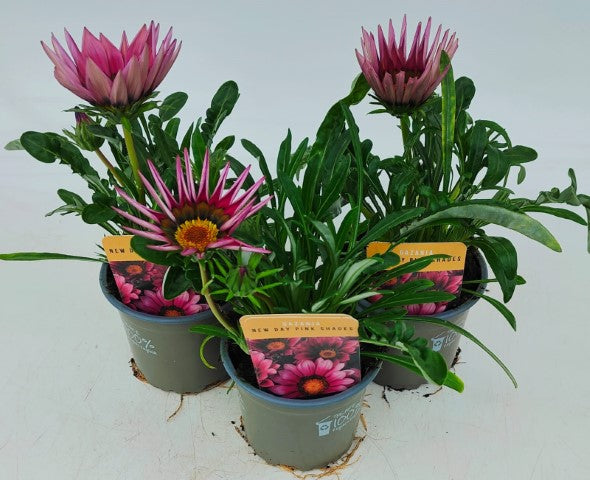 x3 Gazania New Day Pink Shades 10.5cm/9cm pots