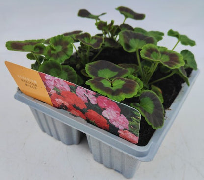 x10 Geranium Horizon Mix XL Plug Plants
