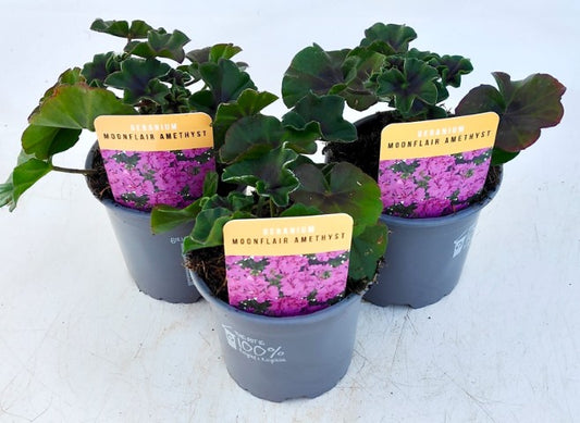 x3 Geranium Moonflair Amethyst 10.5cm/9cm