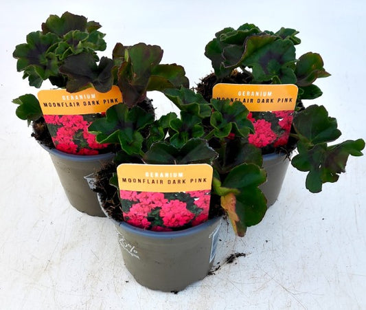 x3 Geranium Moonflair Dark Pink 10.5cm/9cm