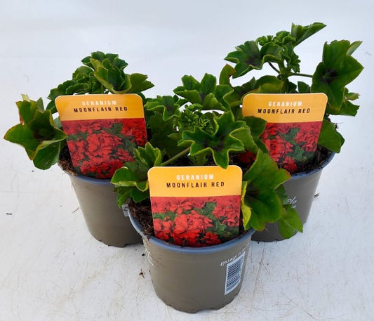x3 Geranium Moonflair Red 10.5cm/9cm