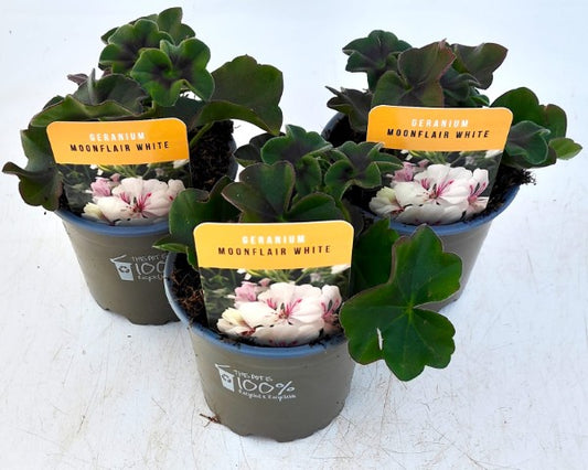 x3 Geranium Moonflair White 10.5cm/9cm