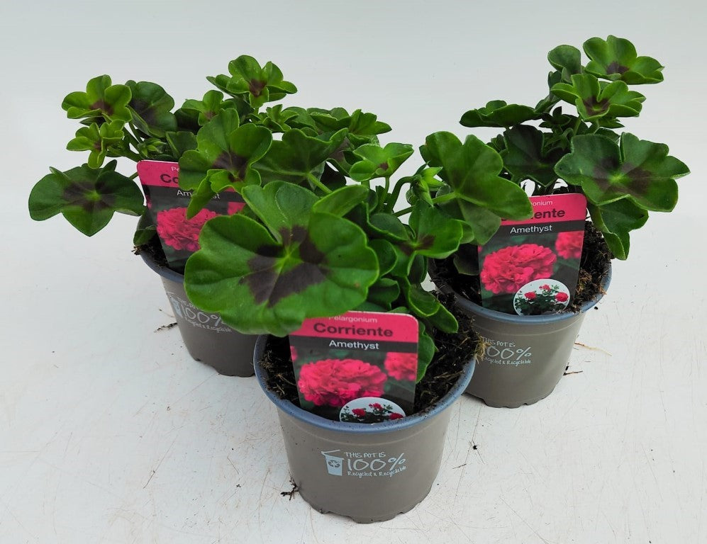 x3 Geranium Trailing Corriente Amethyst 10.5cm/9cm