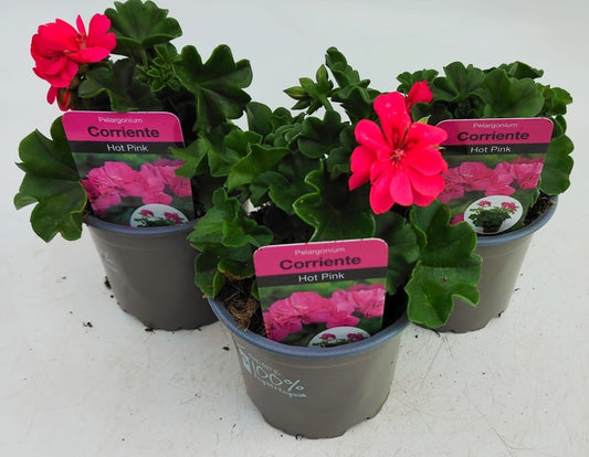 x3 Geranium Trailing Corriente Hot Pink 10.5cm/9cm
