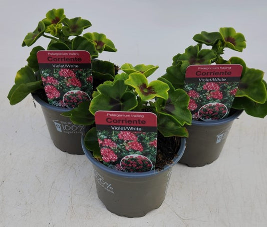 x3 Geranium Trailing Corriente Violet White 10.5cm/9cm