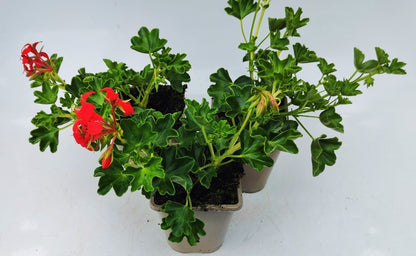 x2 Geranium Tr Cascade Leucht 13cm/1 Ltr pots