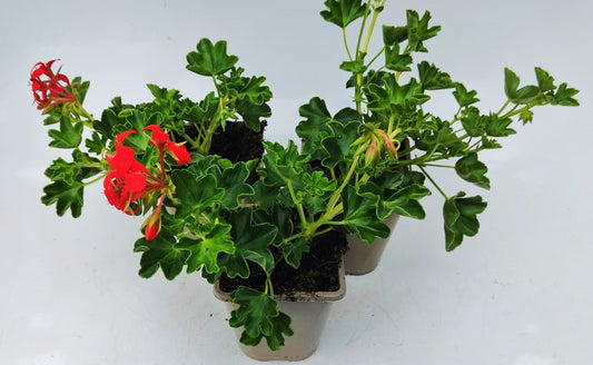 x2 Geranium Tr Cascade Leucht 13cm/1 Ltr pots