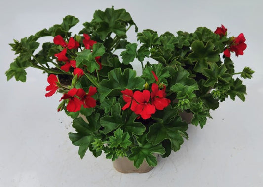 x2 Geranium Zonal Calliope Deep Red 13cm/1 Ltr pots
