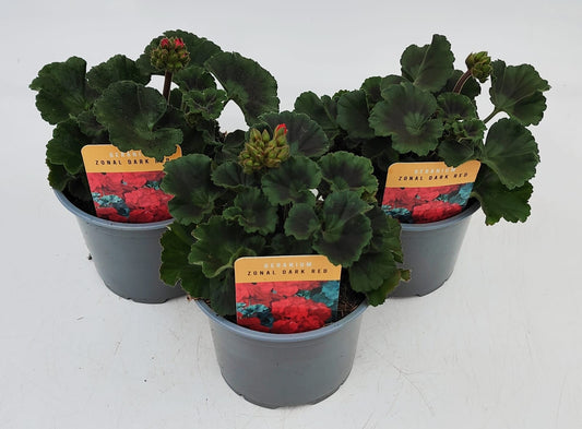 x2 Geranium Zonal Dark Red 13cm/1 Ltr