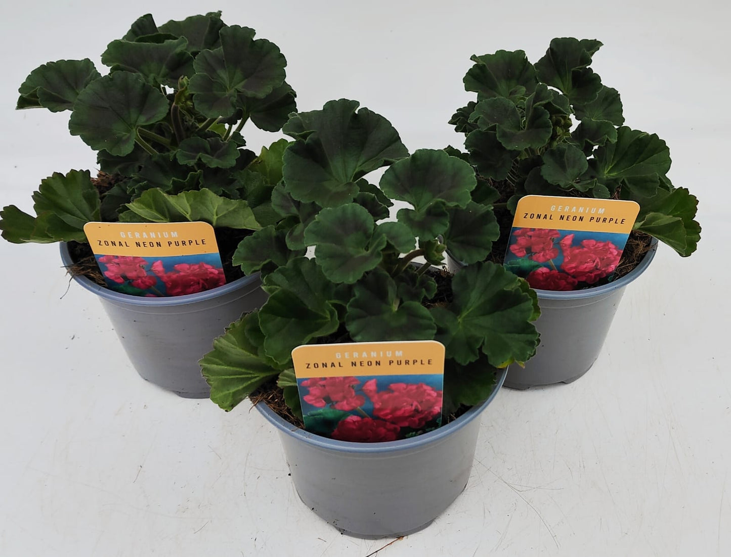 x2 Geranium Zonal Neon Purple 13cm/1 Ltr