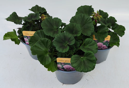x2 Geranium Zonal Rose Splash 13cm/1 Ltr