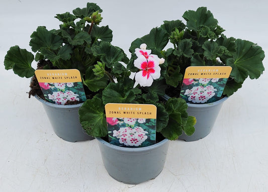 x2 Geranium Zonal White Splash 13cm/1 Ltr