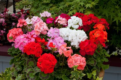x10 Geranium Horizon Mix XL Plug Plants