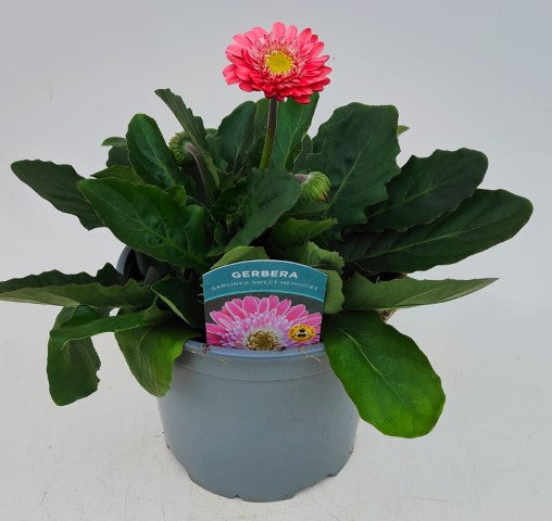 x1 Gerbera Garvinia Sweet Memories 19cm/3Ltr