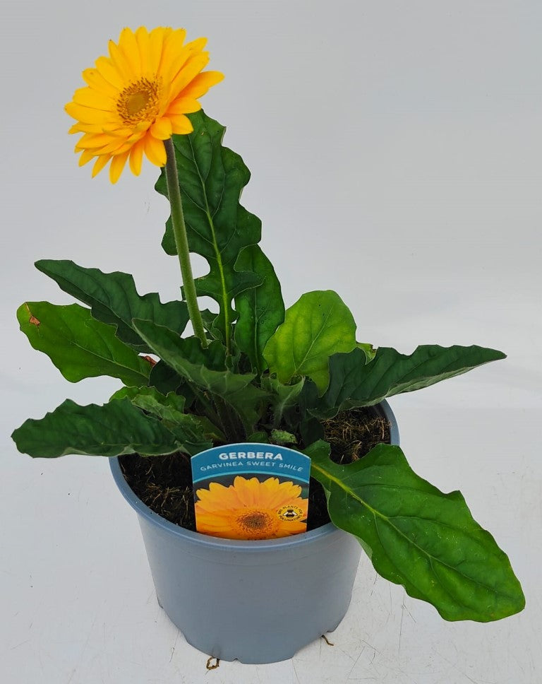 x1 Gerbera Garvinia Sweet Smile 19cm/3Ltr