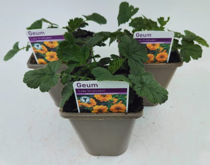 x2 Geum Lady Stratheden 13cm/1 Litre