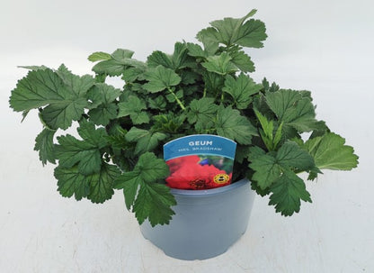 x1 Geum Mrs Bradshaw 19cm/3Ltr