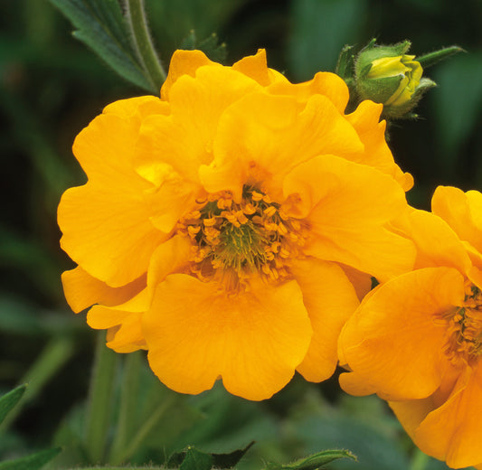 x2 Geum Lady Stratheden 13cm/1 Litre