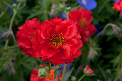 x2 Geum Mrs Bradshaw 13cm/1 Litre