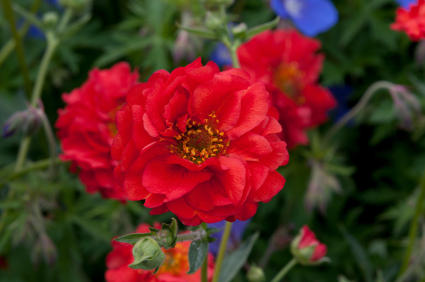 x1 Geum Mrs Bradshaw 19cm/3Ltr