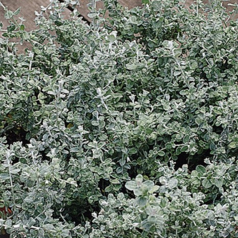 x3 Helichrysum Silver Mist 10.5cm/9cm