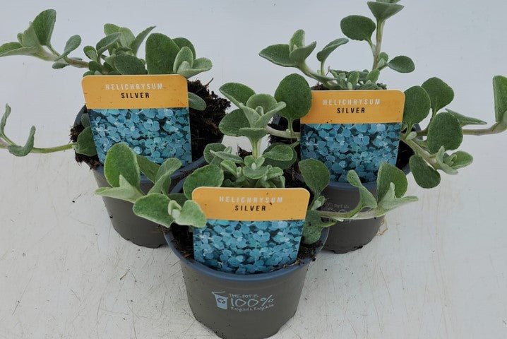 x3 Helichrysum Silver 10.5cm/9cm