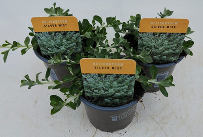 x3 Helichrysum Silver Mist 10.5cm/9cm