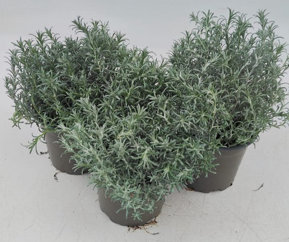 x3 Helichrysum Silvio Bushy 10.5cm/9cm