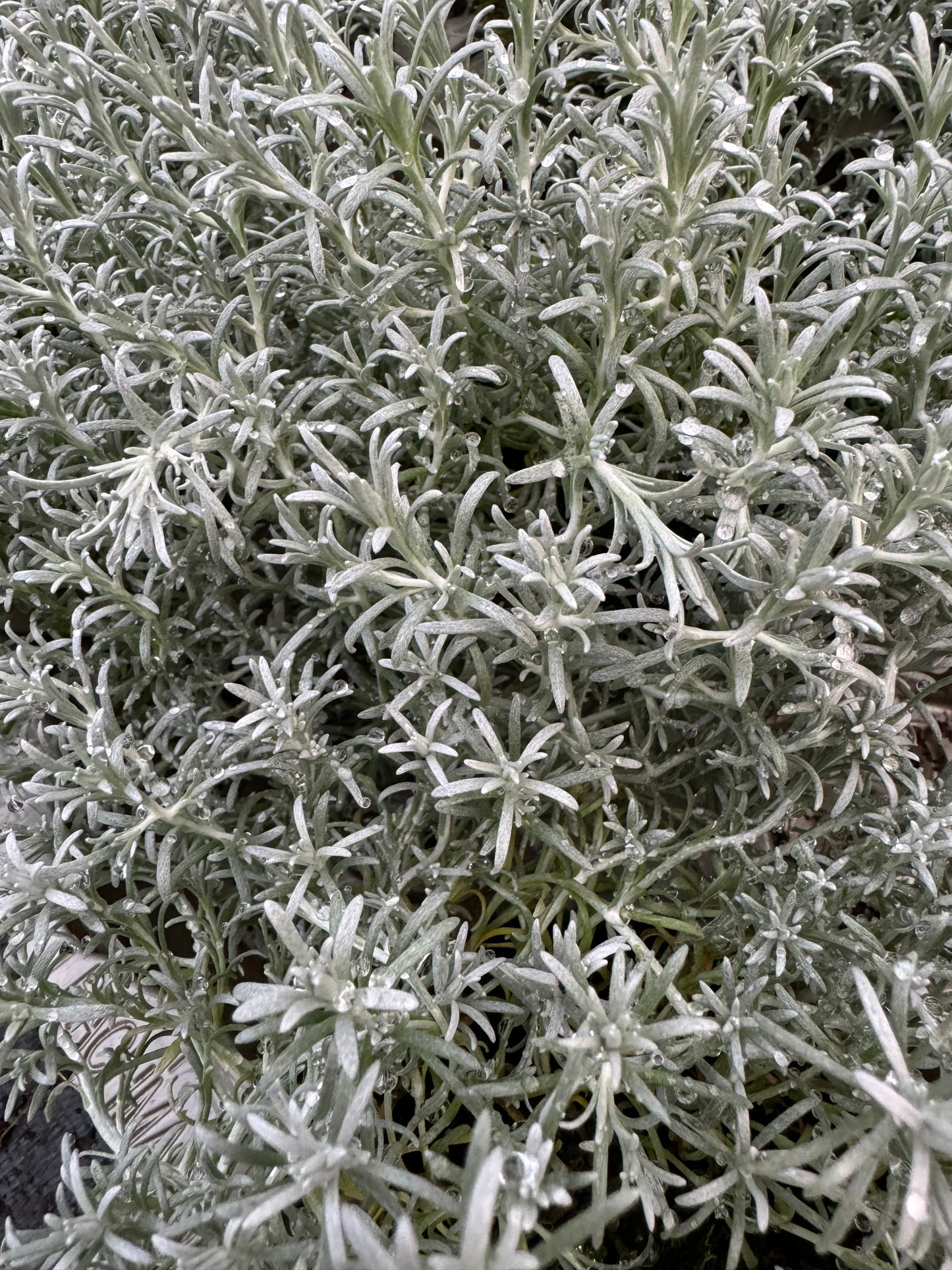 x3 Helichrysum Silvio Bushy 10.5cm/9cm