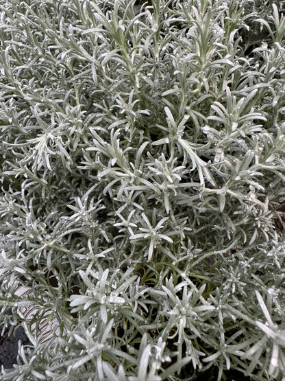 x3 Helichrysum Silvio Bushy 10.5cm/9cm