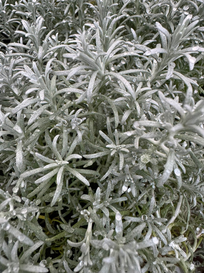 x3 Helichrysum Silvio Bushy 10.5cm/9cm