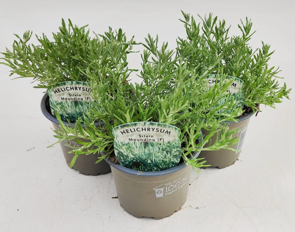 x3 Helichrysum Silvio Mounding 10.5cm/9cm
