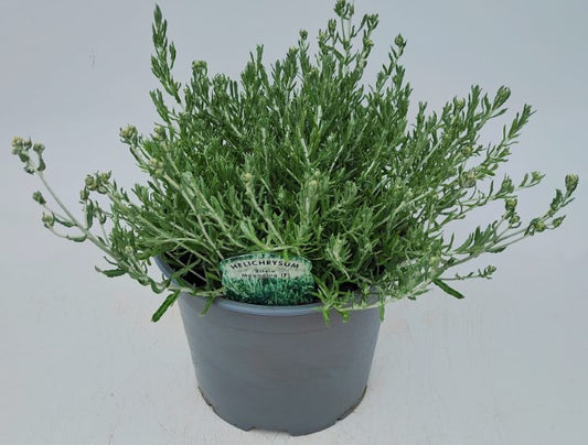 x1 Helichrysum Silvio Mounding 19cm/3Ltr