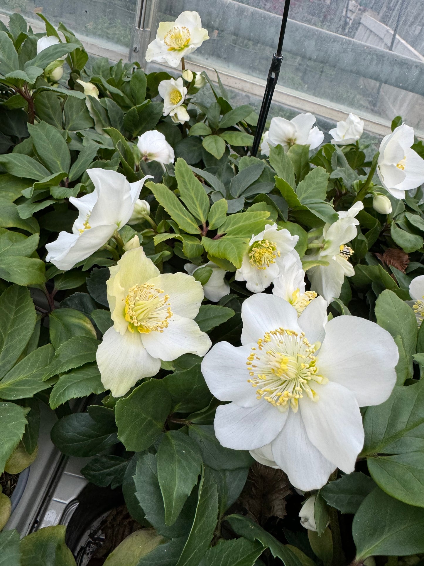 x3 Helleborus Advent Star 10.5cm/9cm