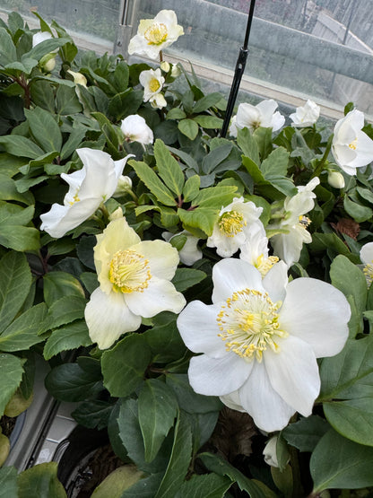 x3 Helleborus Advent Star 10.5cm/9cm