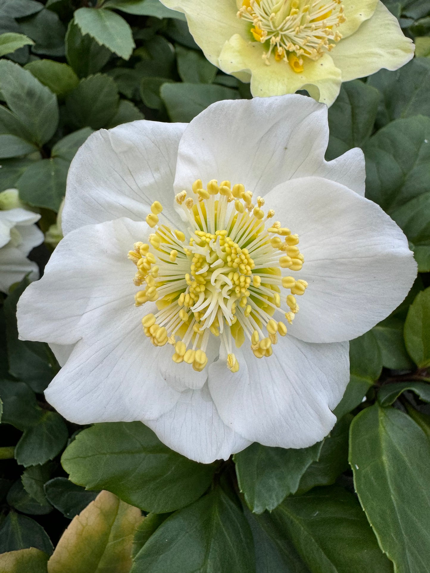 x3 Helleborus Advent Star 10.5cm/9cm