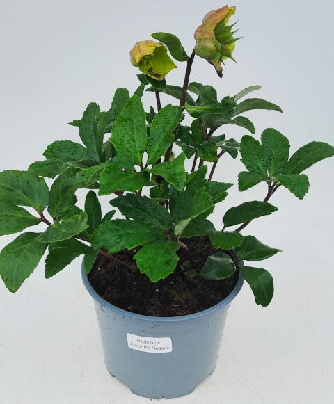 x1 Helleborus Awesome Nagano 19cm/3Litre
