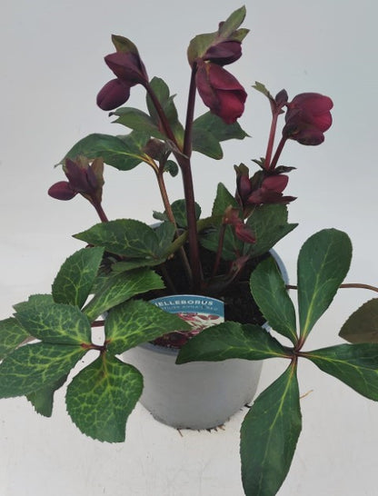 x1 Helleborus Frostkiss Anna's Red - 19cm/3Litre